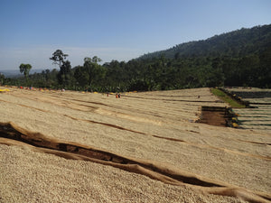 Ethiopia's Coffee Growing Regions & Coffee Profiles