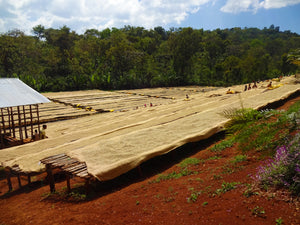 ethiopian coffee farm